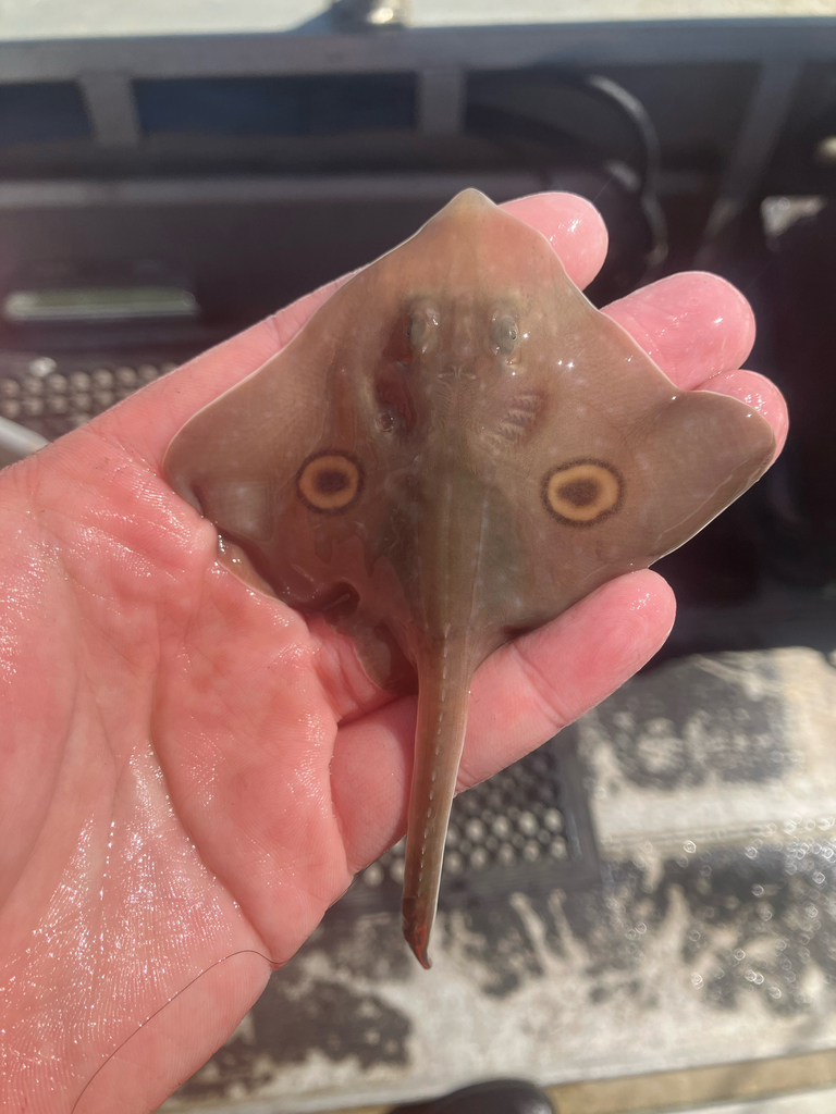 Big skate (Beringraja binoculata) — Rajidae