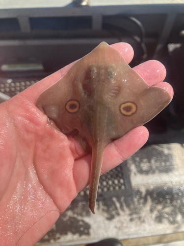 Big skate (Beringraja binoculata) — Rajidae