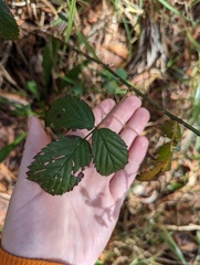Rubus argutus, photograph Skyler Principe, CC BY, iNaturalist via GBIF