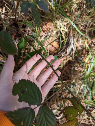 Rubus argutus, photograph 4