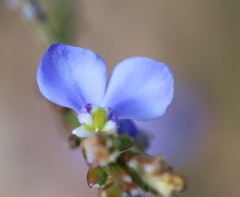 Comesperma scoparium
