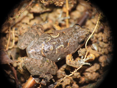 Microhyla orientalis