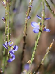 Comesperma scoparium