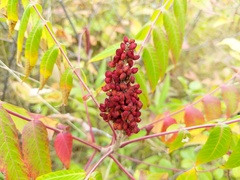 Rhus × borealis