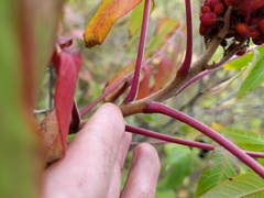 Rhus × borealis