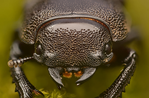 Antelope Beetle photo 4