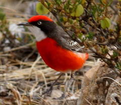 Epthianura tricolor