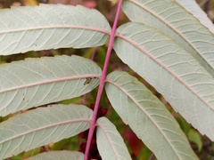 Rhus × borealis