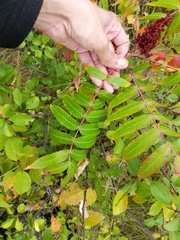 Rhus × borealis