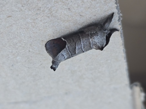 Chocolate-tip, Pieterburen, Netherlands, photo 10 of 10