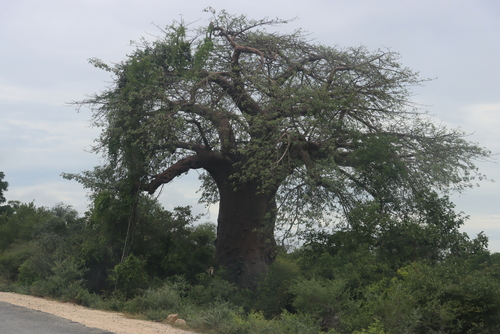 African baobab