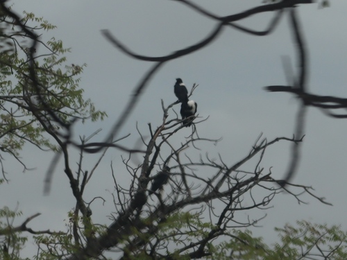 Pied Crow