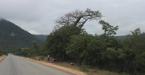 African baobab