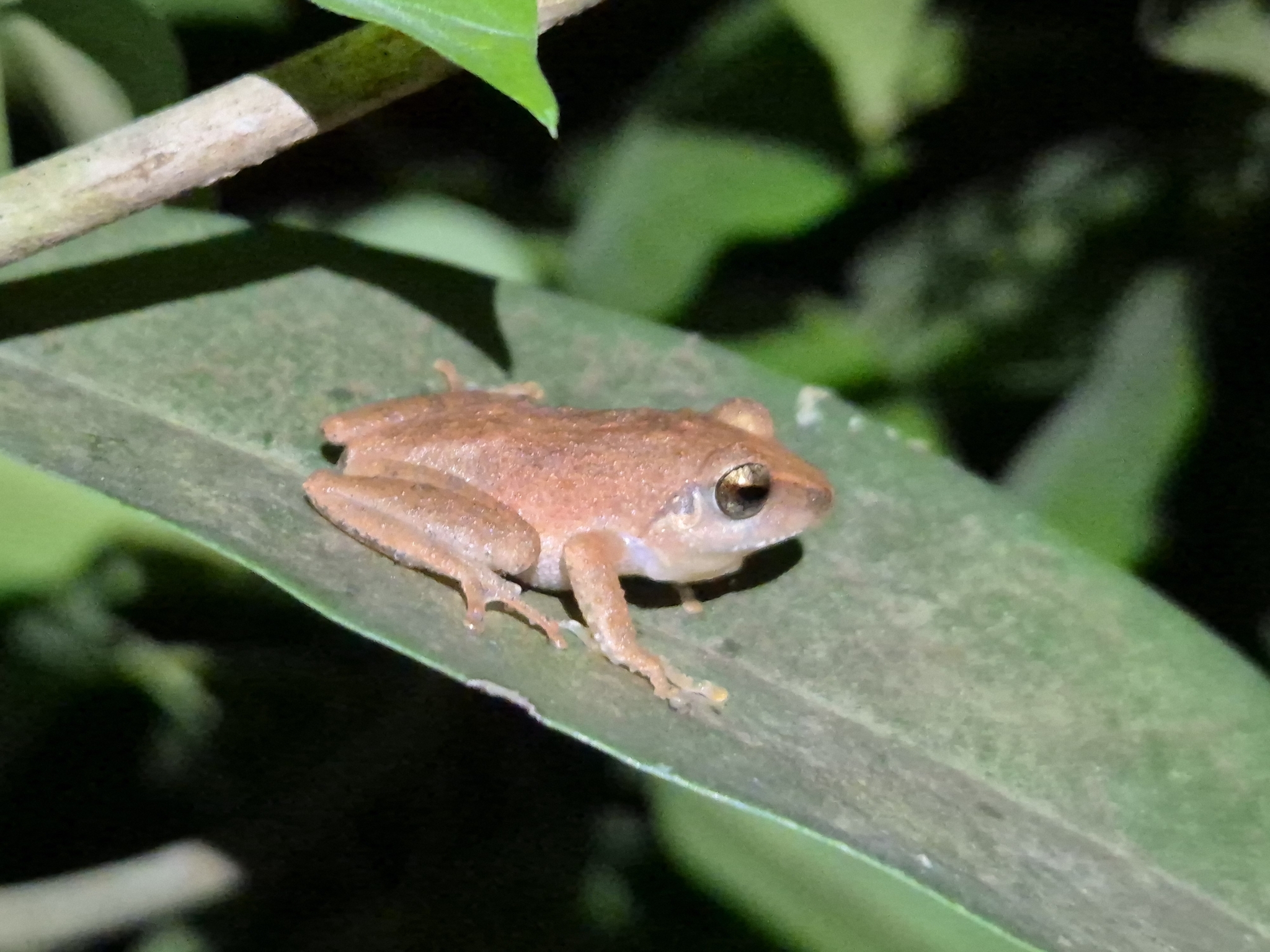 Wynaad Brown Eared Shrub Frog