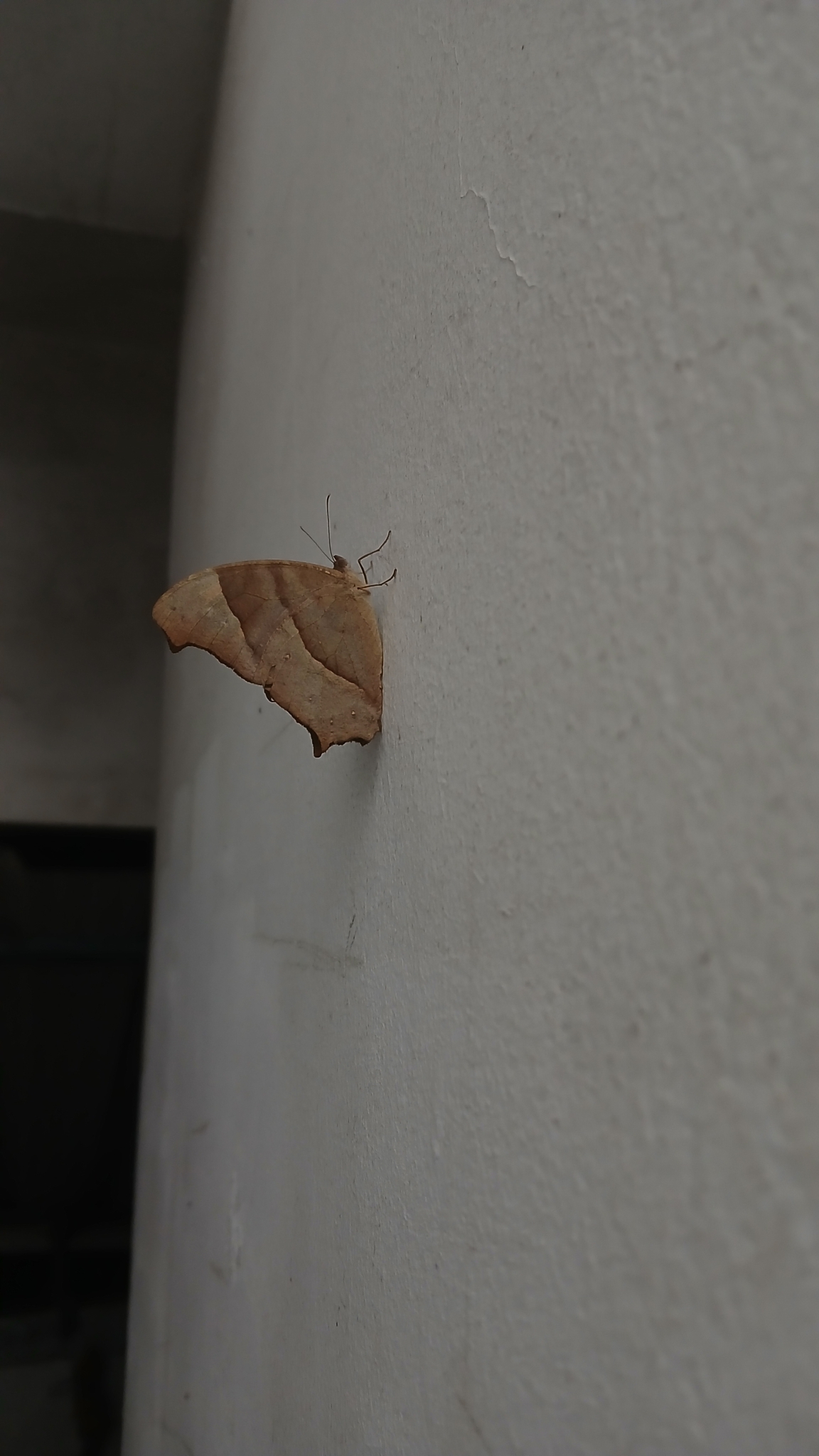 Common Evening Brown