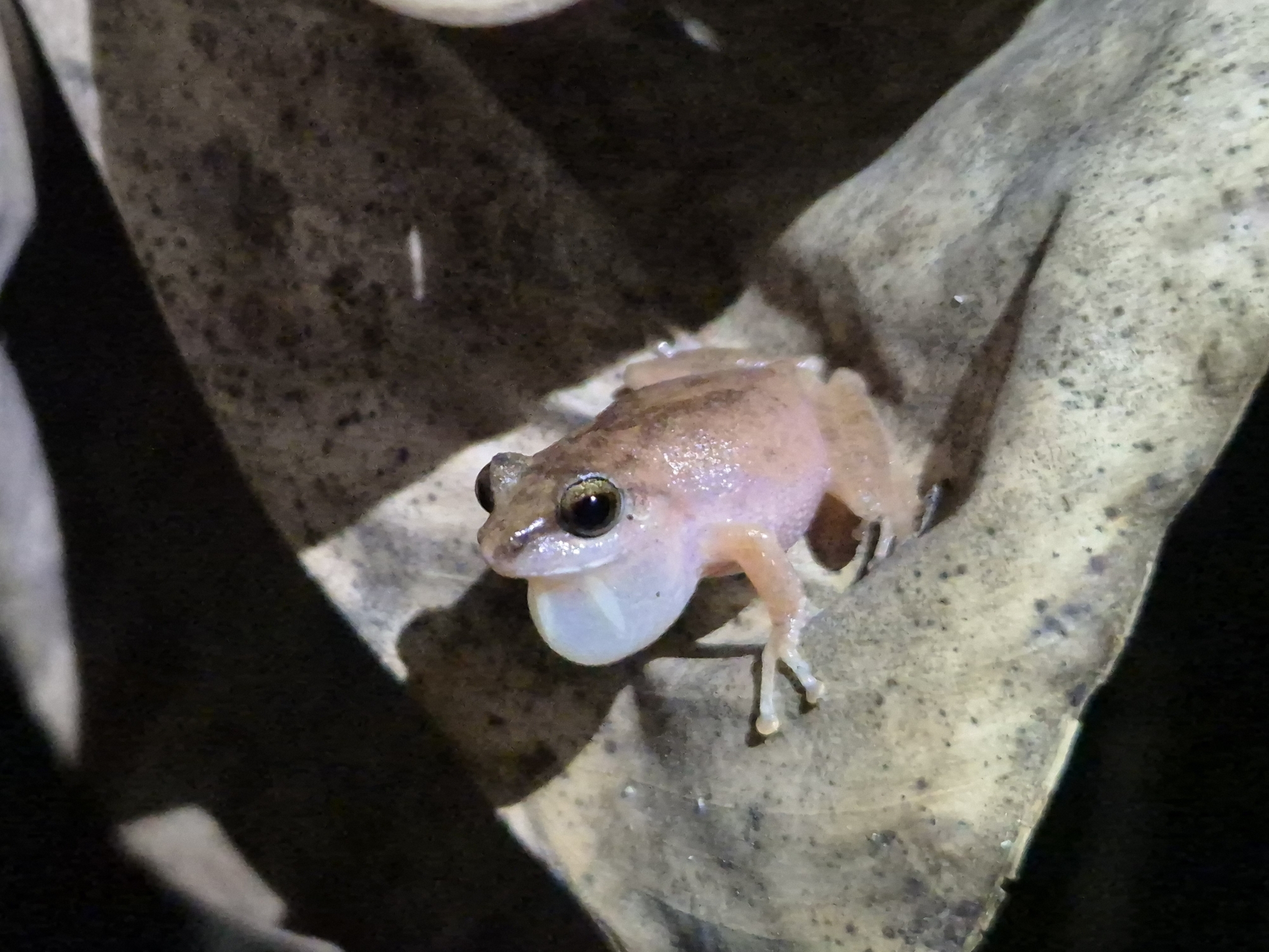 Wynaad Brown Eared Shrub Frog