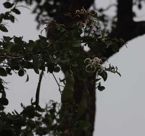 White Bauhinia