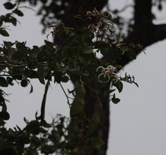 Bauhinia petersiana