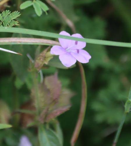 Barleria spinulosa