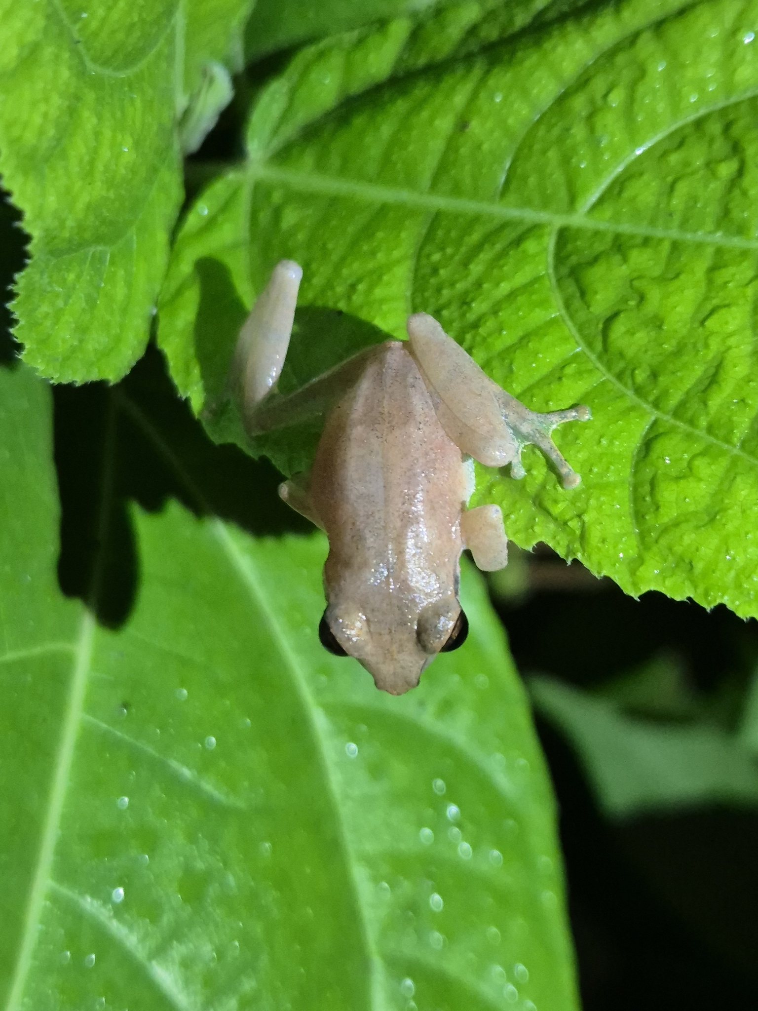 Wynaad Brown Eared Shrub Frog