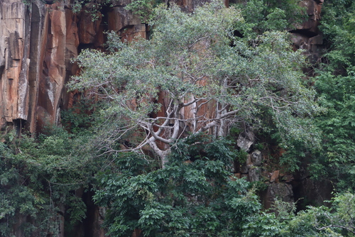 Common Wild Fig