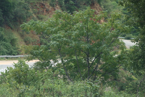 Chinaberry