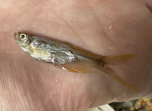 Swordtail characin (Corynopoma riisei) — Characidae — 2