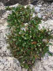 Salix cascadensis