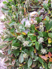 Salix cascadensis