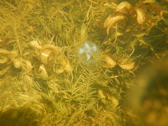 Craspedacusta sowerbii