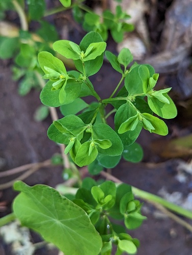 Euphorbia peplus, 2023-01-29