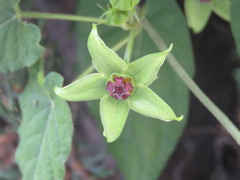 Gonolobus uniflorus