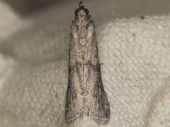 Vitula serratilineella