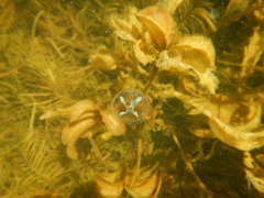 Craspedacusta sowerbii