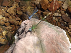 Erpetogomphus