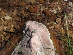 Erpetogomphus