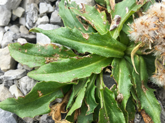 Saussurea nuda
