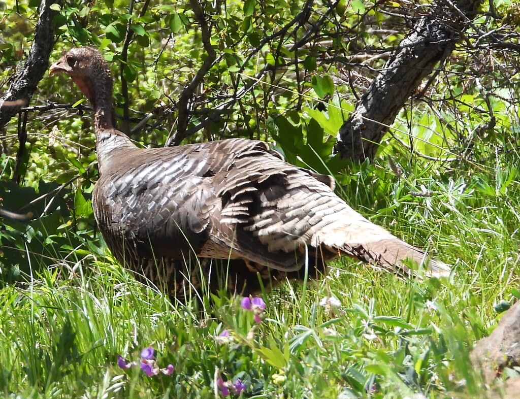 Wild Turkey from Klickitat County, WA, USA on May 21, 2025 at 12:25 PM ...