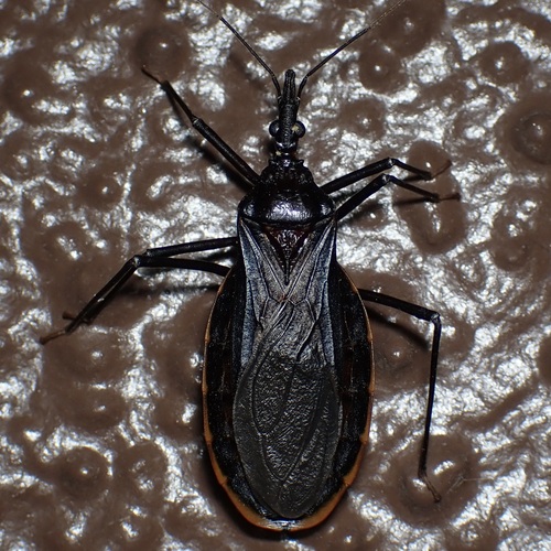 Triatoma recurva photo 4