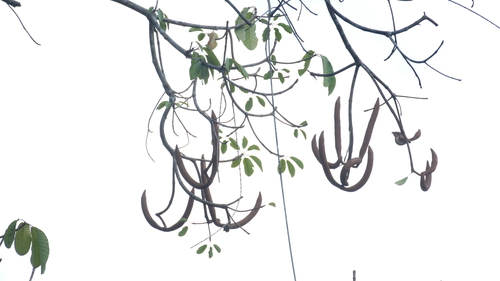 Dyera costulata, 2025-03-15