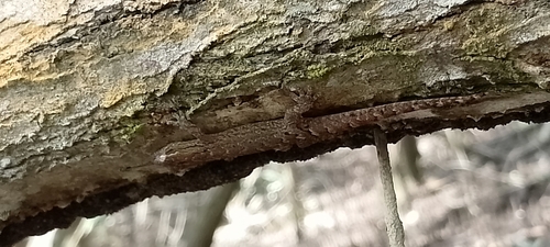 Mourning Gecko