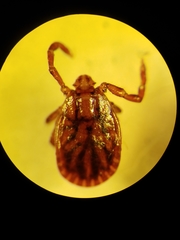 Haemaphysalis longicornis