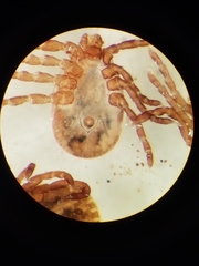 Haemaphysalis longicornis