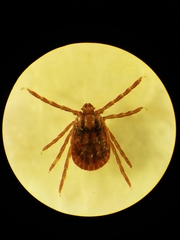 Haemaphysalis longicornis
