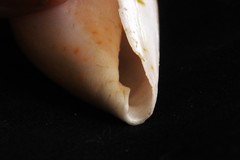 Conus angasi