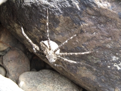 Dolomedes scriptus