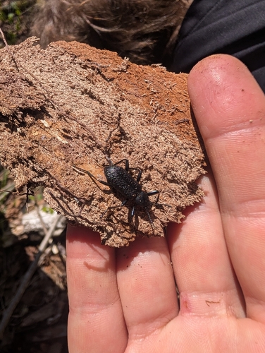 Roughened Darkling Beetle photo 5