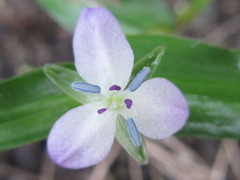 Murdannia keisak