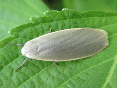 Eilema griseola