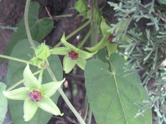 Gonolobus uniflorus